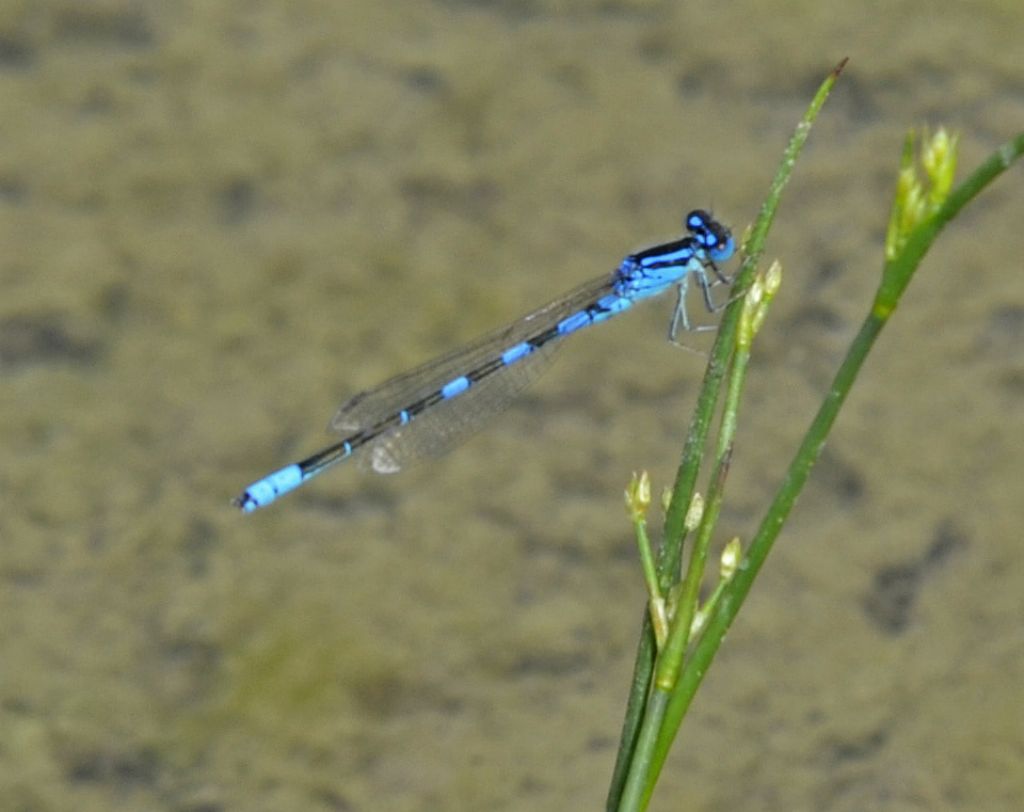 Coenagrion scitulum?